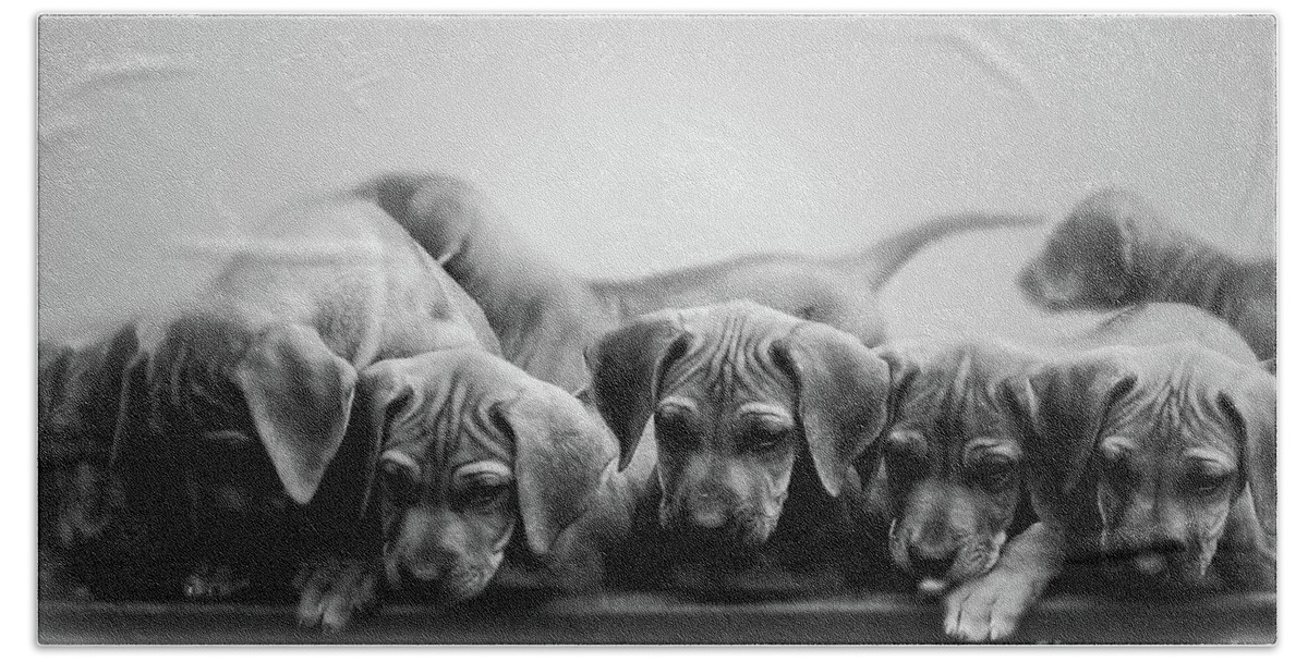 Puppy Bath Towel featuring the photograph Ridgeback Puppies by Mim White