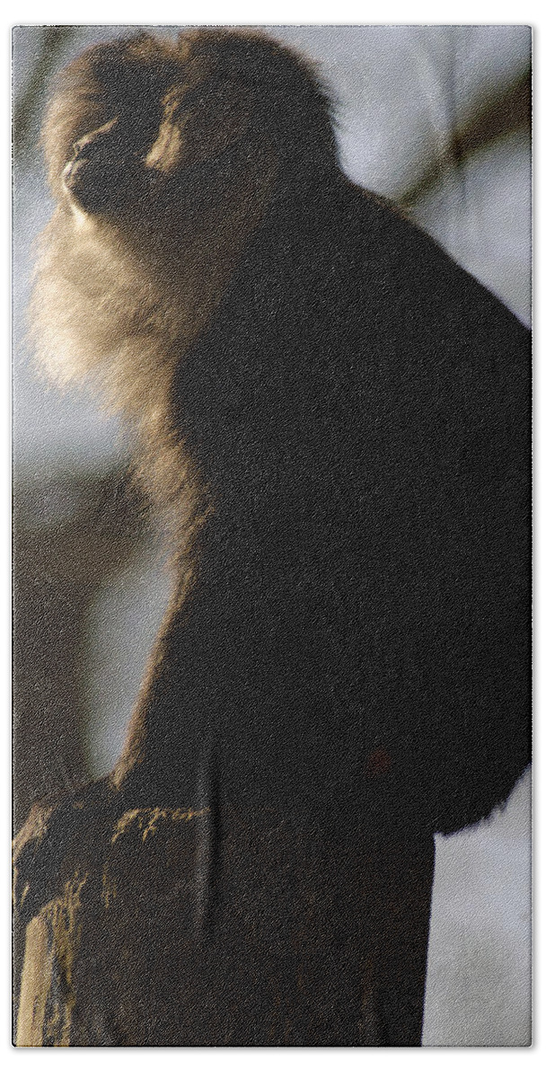 Memphis Zoo Bath Towel featuring the photograph Rim Light by DArcy Evans