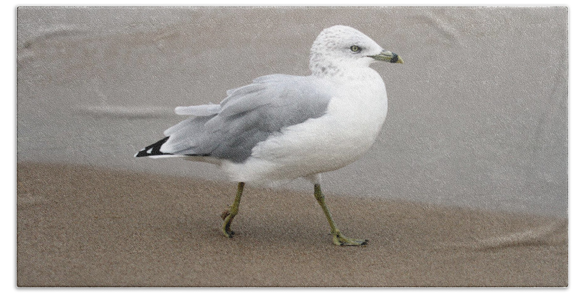 Ring Billed Gull Hand Towel featuring the photograph Ring Billed Gull by Jackson Pearson