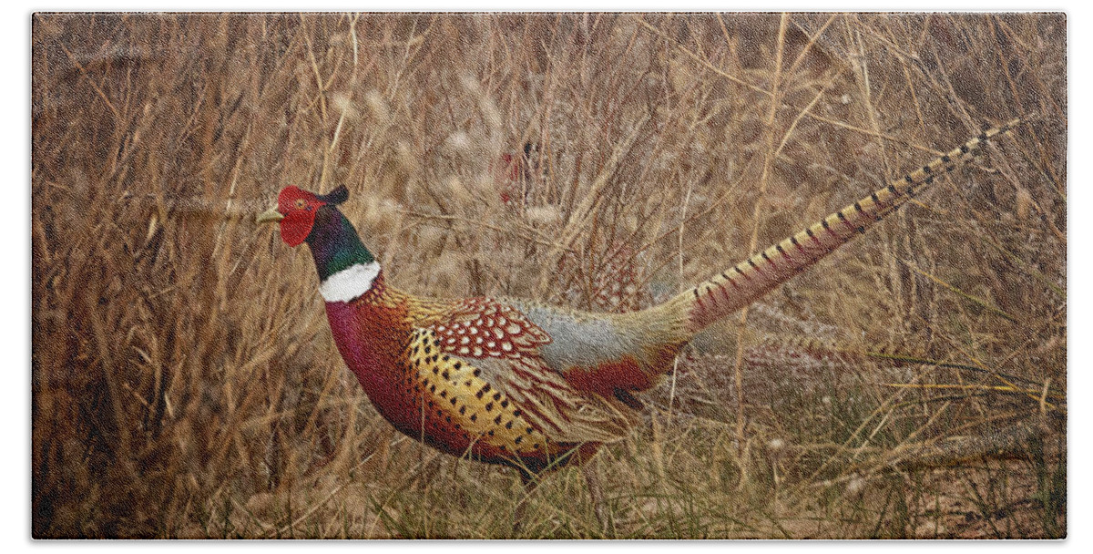 Pheasants Hand Towel featuring the photograph Ring Necked Pheasant by Susan Rissi Tregoning