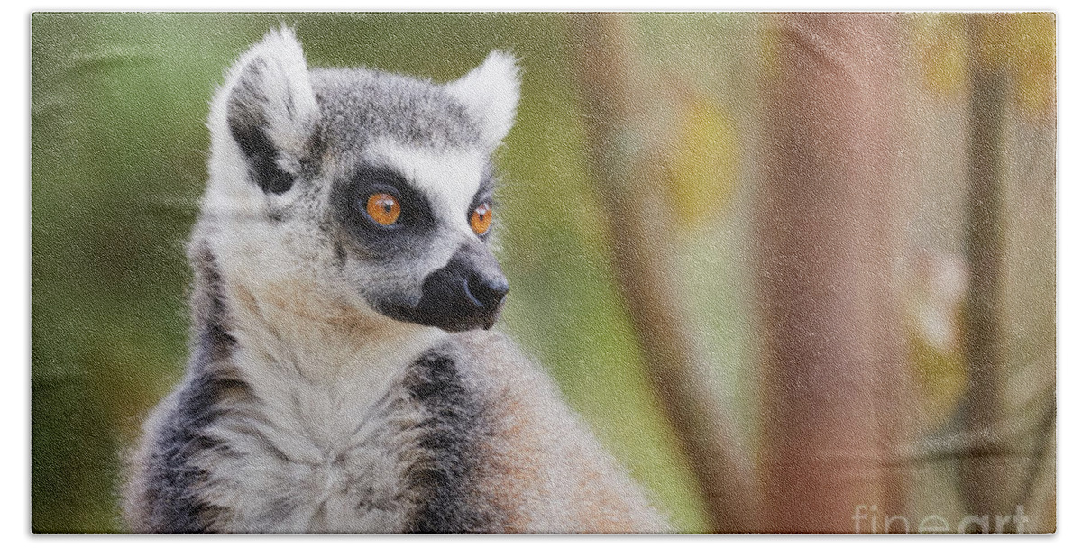 Animal Bath Towel featuring the photograph Ring-tailed lemur closeup by Nick Biemans
