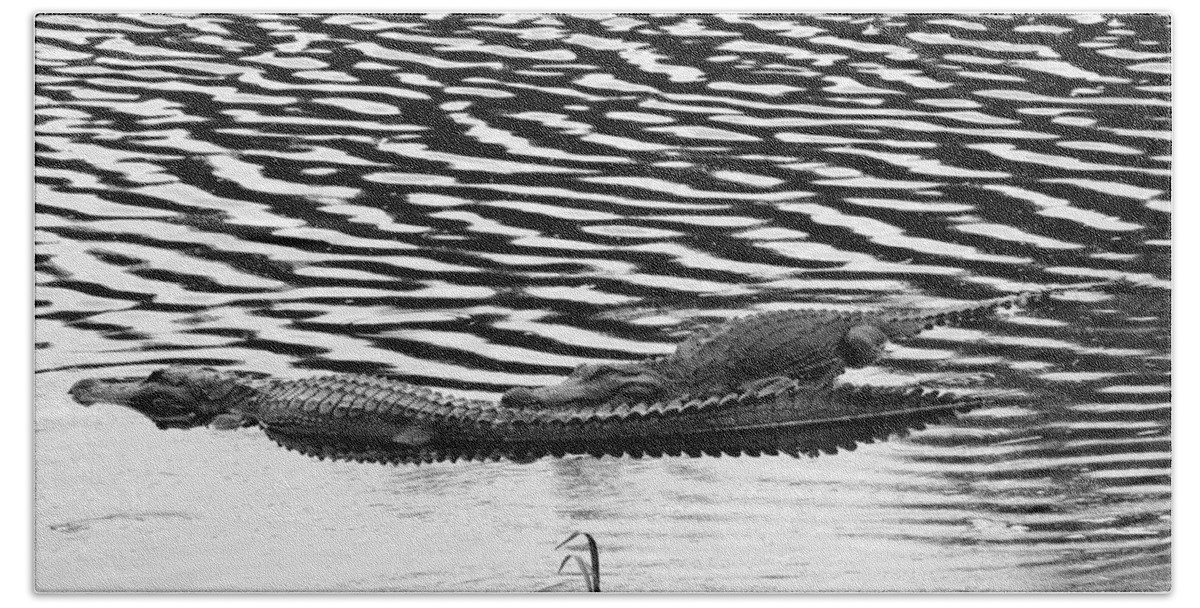 Aligator Bath Towel featuring the photograph Ripped Aligators by Farol Tomson