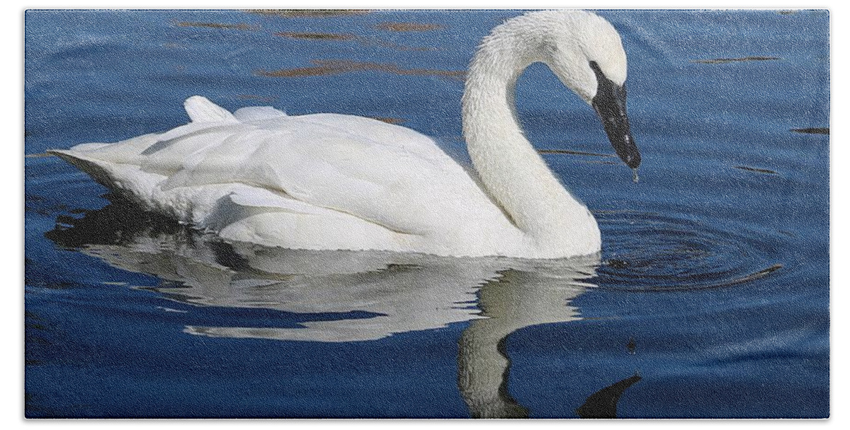 Trumpeter Swan Bath Towel featuring the photograph Ripple Effect by Kathleen Voort