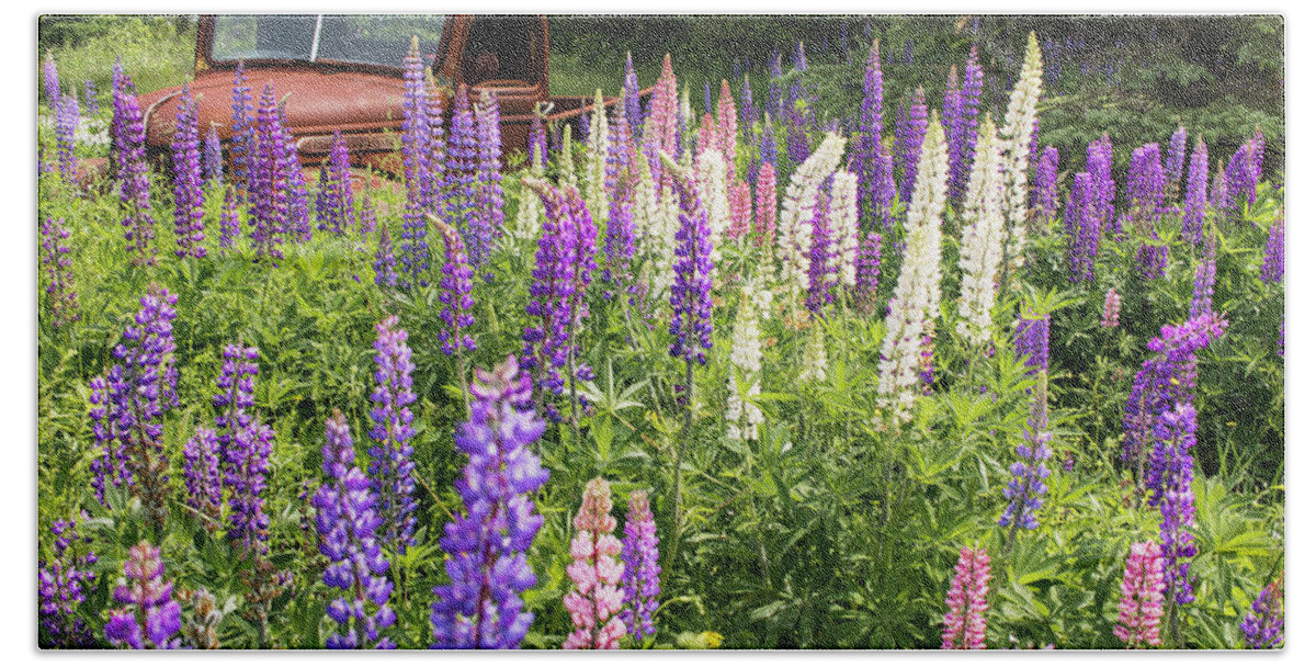 Lupines Hand Towel featuring the photograph Roadside Attraction by Holly Ross