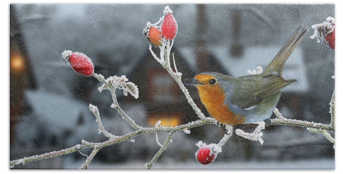 European Robin Bath Towel featuring the photograph Robin and rose hips by Warren Photographic