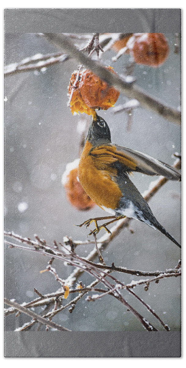 Robin Red Breast Hand Towel featuring the photograph Robin Hanging In There by Marty Saccone