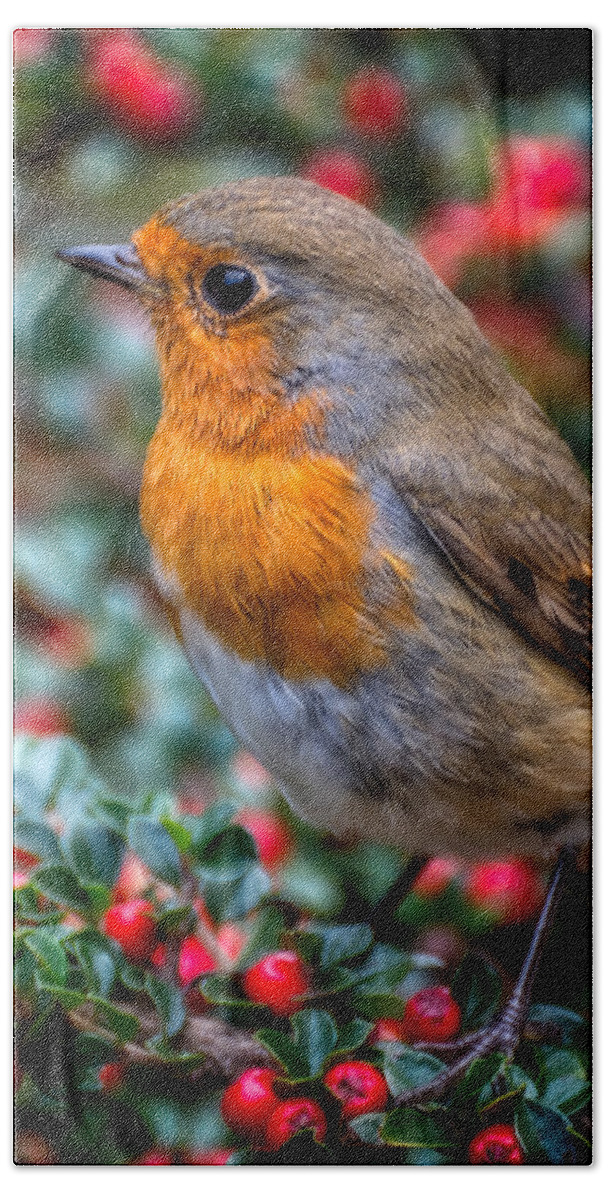 Robin Hand Towel featuring the photograph Robin Redbreast by Adrian Evans