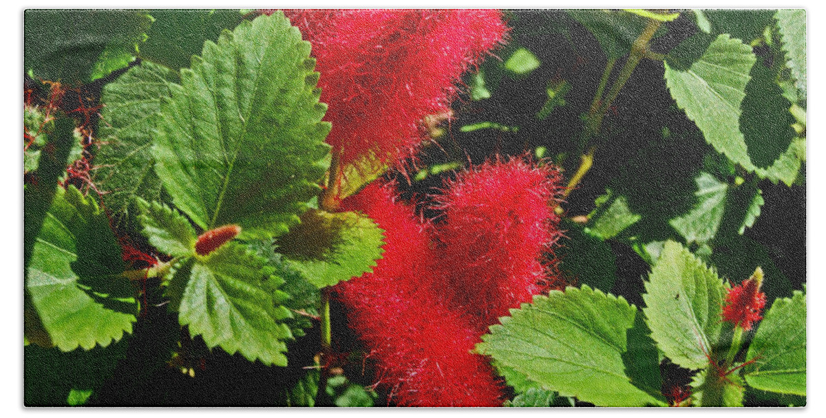 Bottle Brush Bath Towel featuring the photograph Robust Red by Michiale Schneider