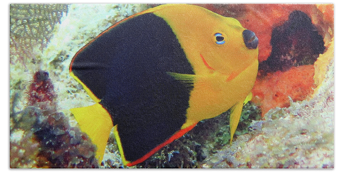 Underwater Bath Towel featuring the photograph Rock Beauty by Daryl Duda