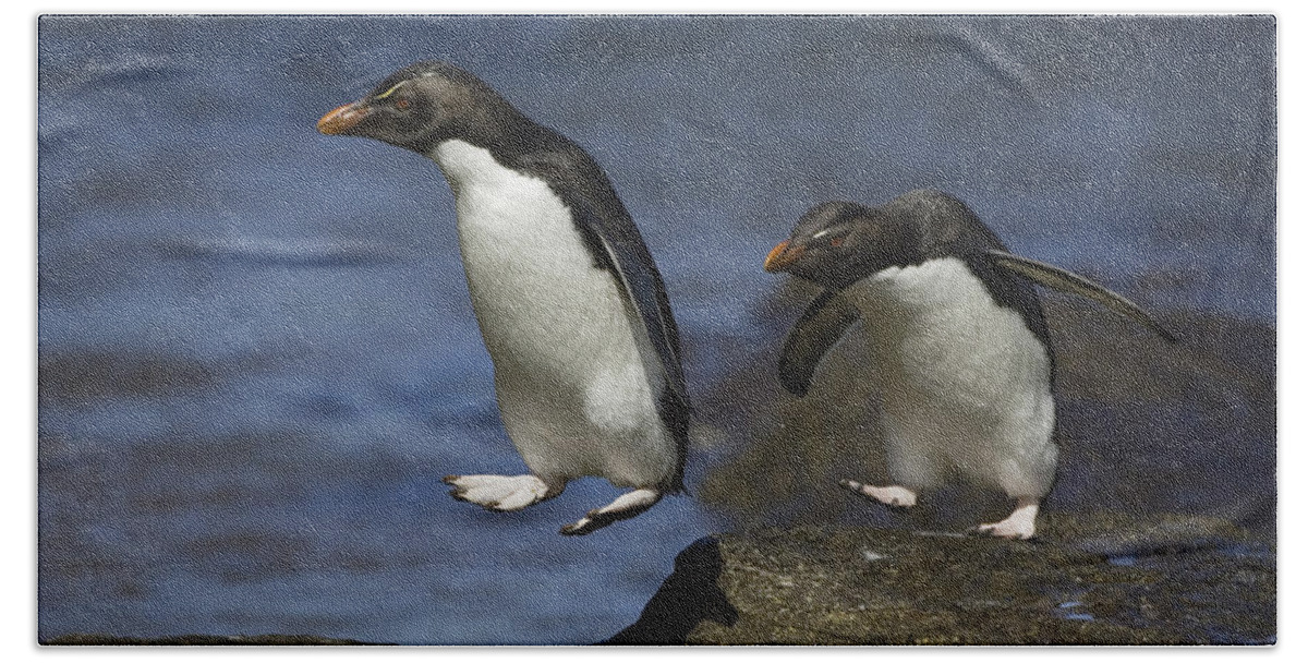 00761896 Hand Towel featuring the photograph Rockhopper Penguins Hopping by Suzi Eszterhas
