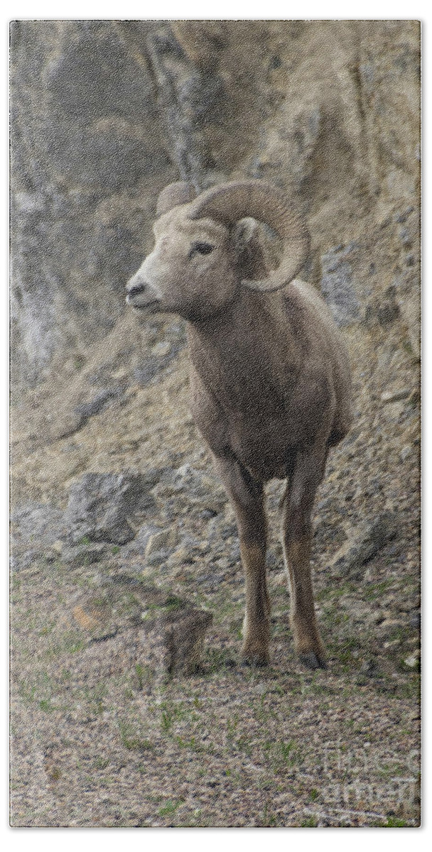 Big Hand Towel featuring the photograph Rockies Big Horn by Louise Magno