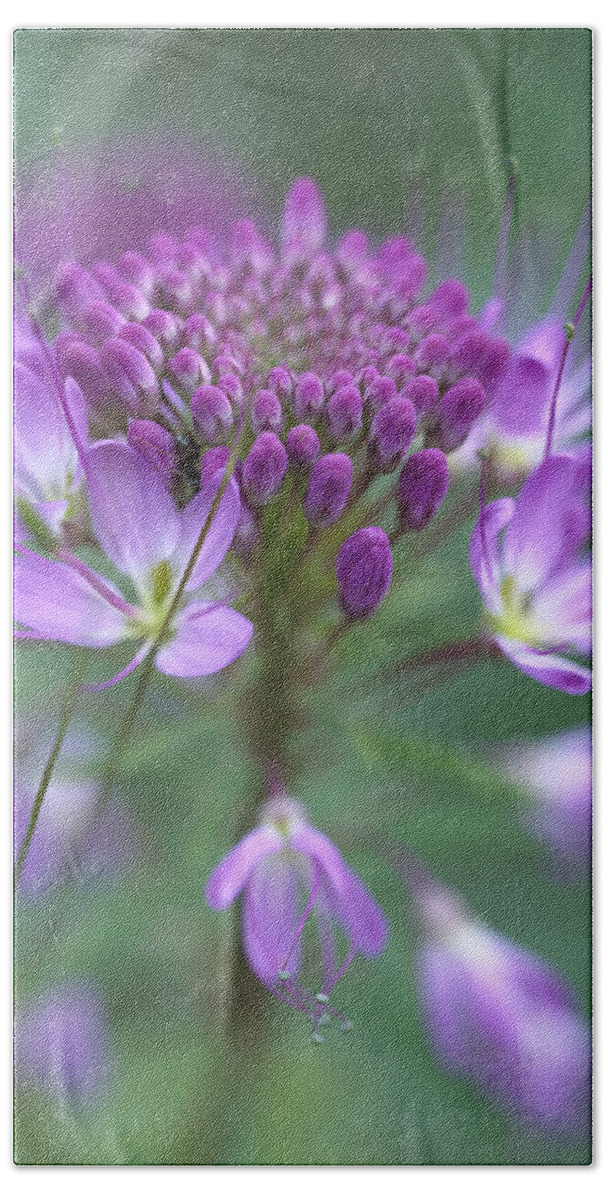 Mp Bath Towel featuring the photograph Rocky Mountain Bee Plant Cleome by Tim Fitzharris