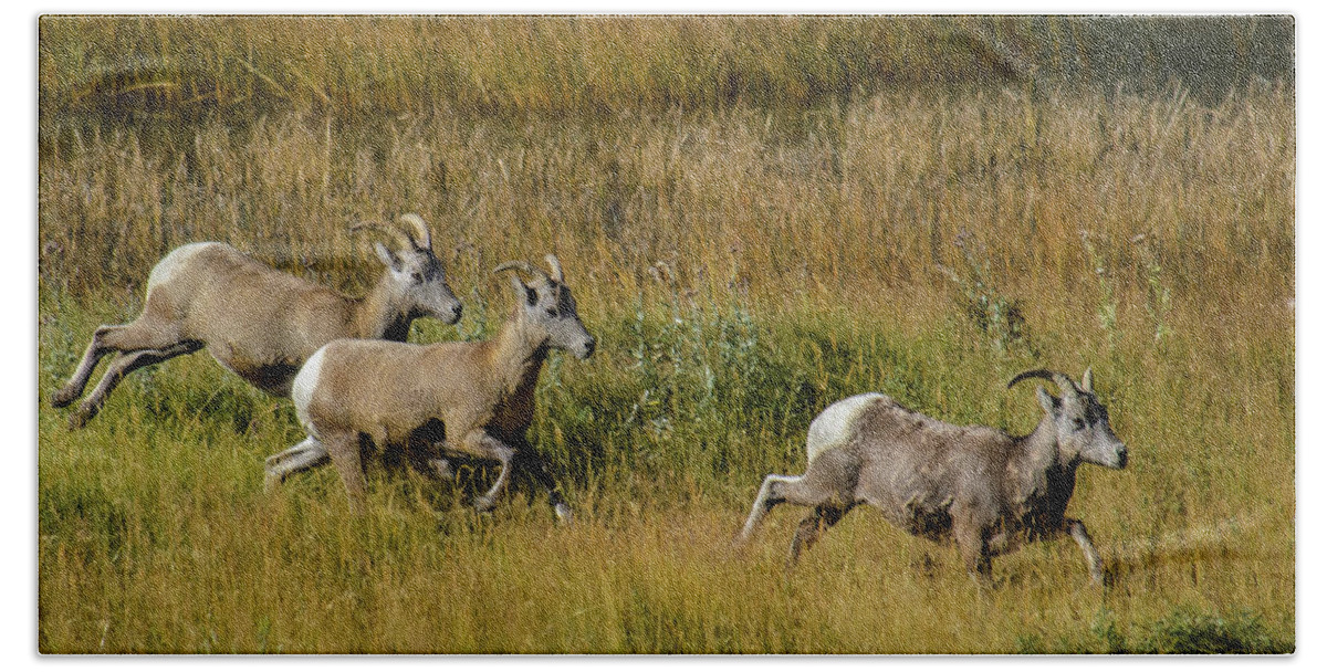 Big Horn Sheep Bath Towel featuring the photograph Rocky Mountain Goats 7410 by Donald Brown