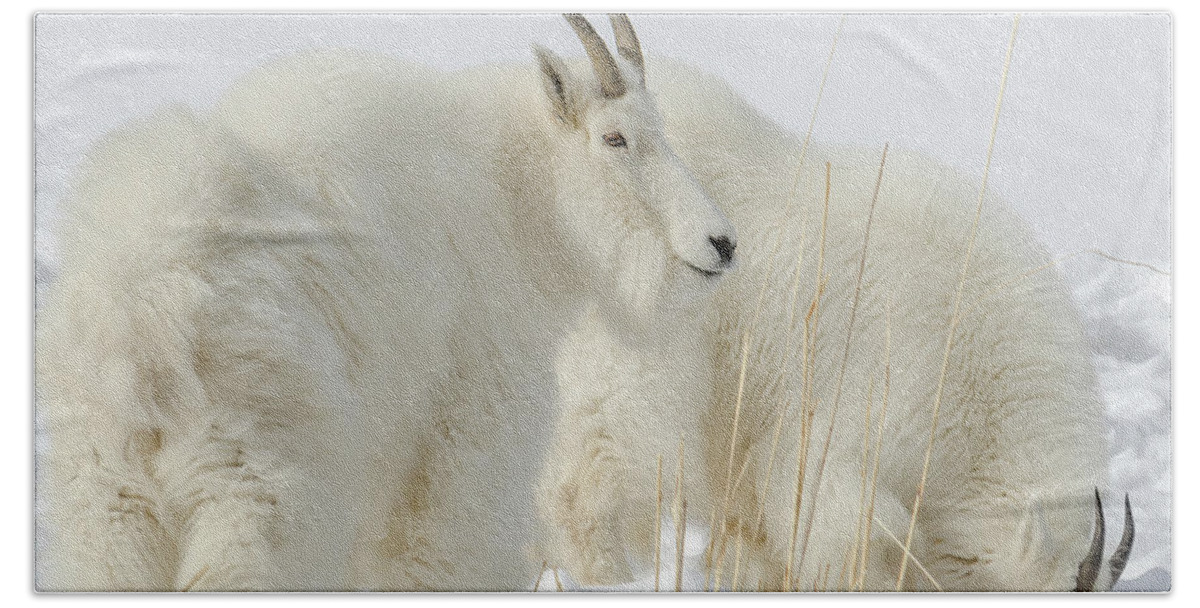Mountain Goats Bath Towel featuring the photograph Rocky Mountain Goats In Wyoming Winter by Yeates Photography