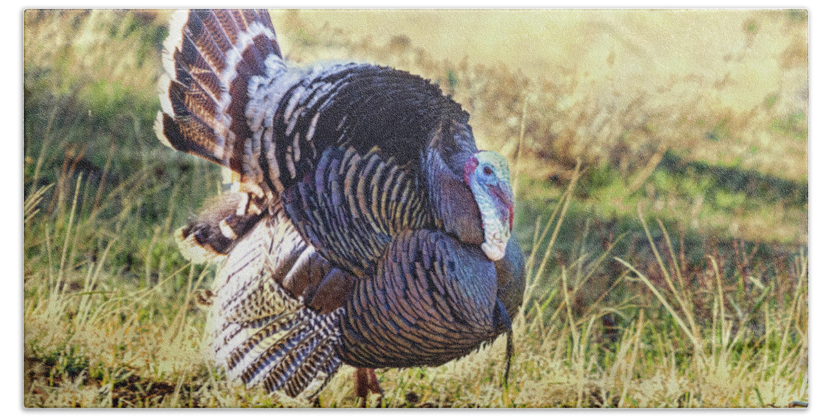 Turkey Hand Towel featuring the photograph Rocky Mountain Wild Turkey by James BO Insogna