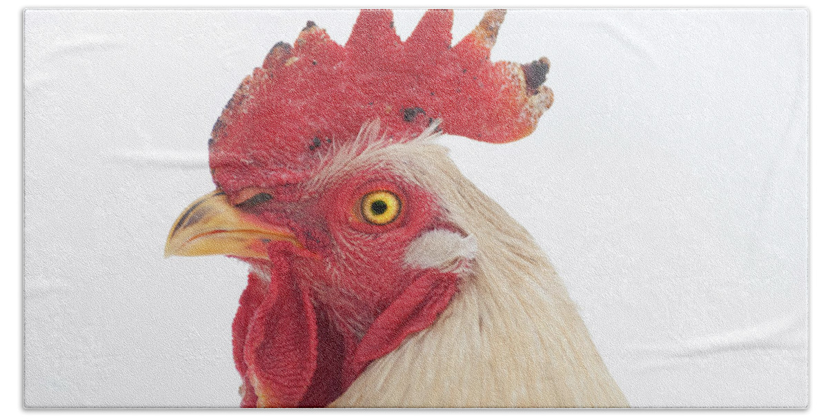 Chicken Bath Towel featuring the photograph Rooster Named Spot by Troy Stapek