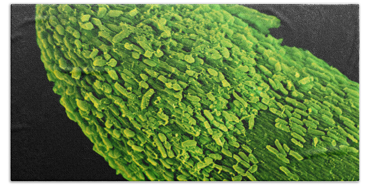 Botany Bath Towel featuring the photograph Root Cap Of Corn Plant, Sem by Ted Kinsman