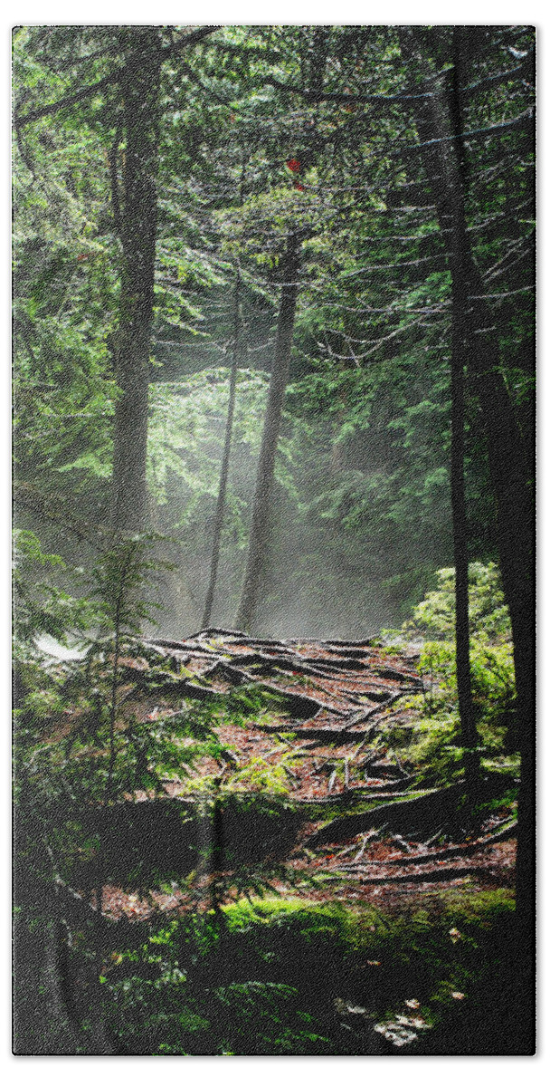 Woods Bath Towel featuring the photograph Roots by Greg Fortier