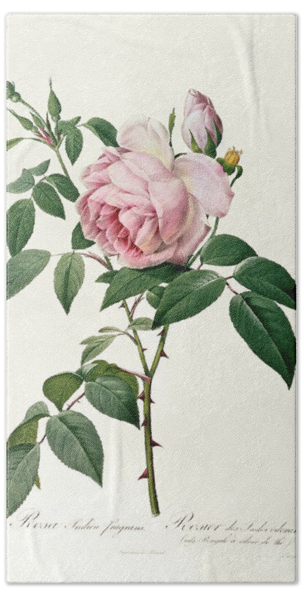 Rosa Hand Towel featuring the drawing Rosa chinensis and Rosa gigantea by Joseph Pierre Redoute