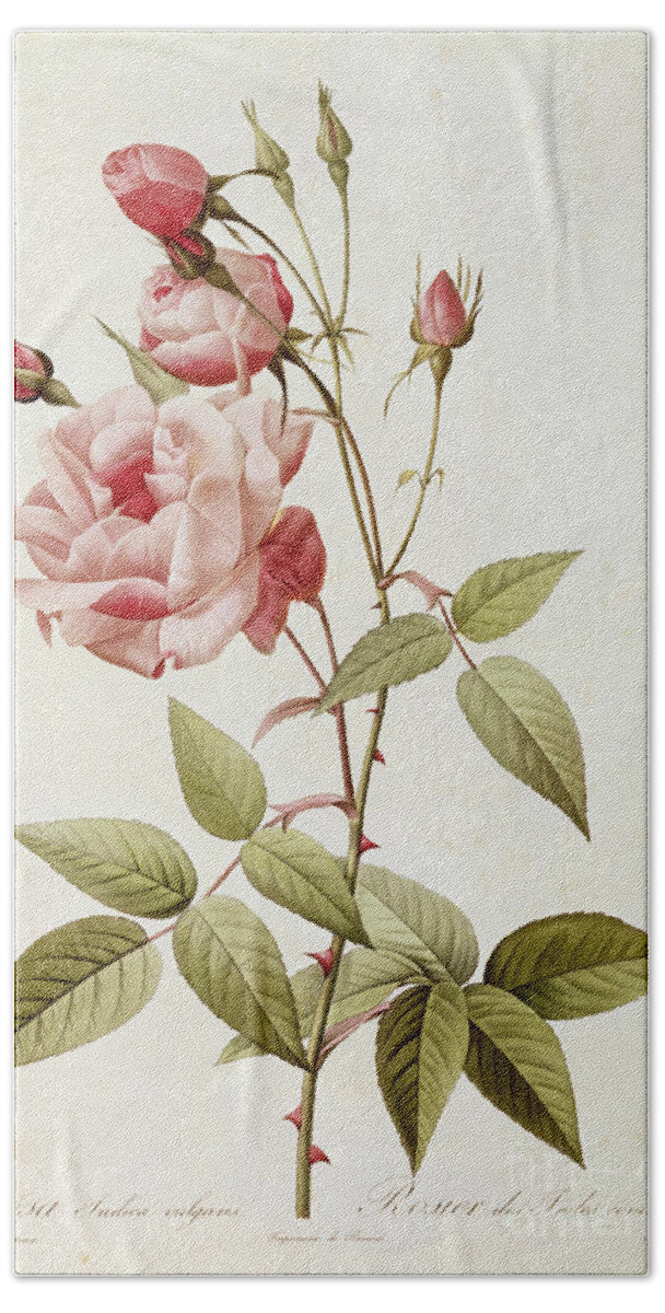 Rosa Bath Sheet featuring the painting Rosa Indica Vulgaris by Pierre Joseph Redoute
