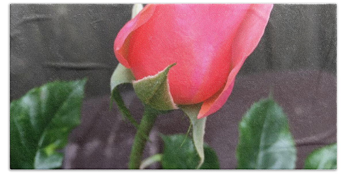 Rose Hand Towel featuring the photograph Rose Bud by CAC Graphics