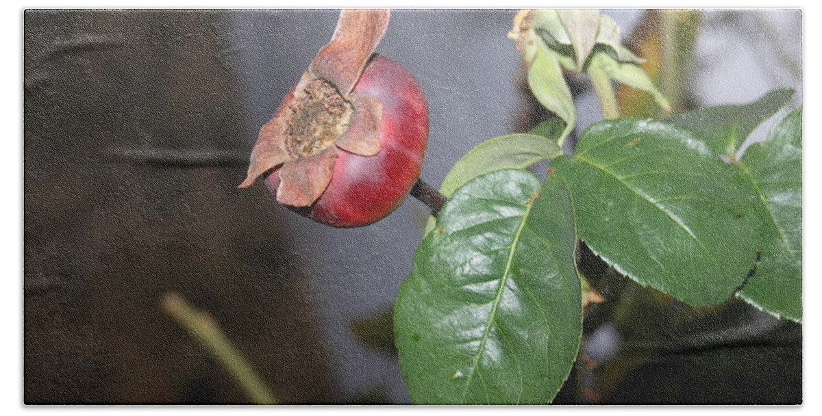 Rose Hip Hand Towel featuring the photograph Rose Hip by Stephen Daddona