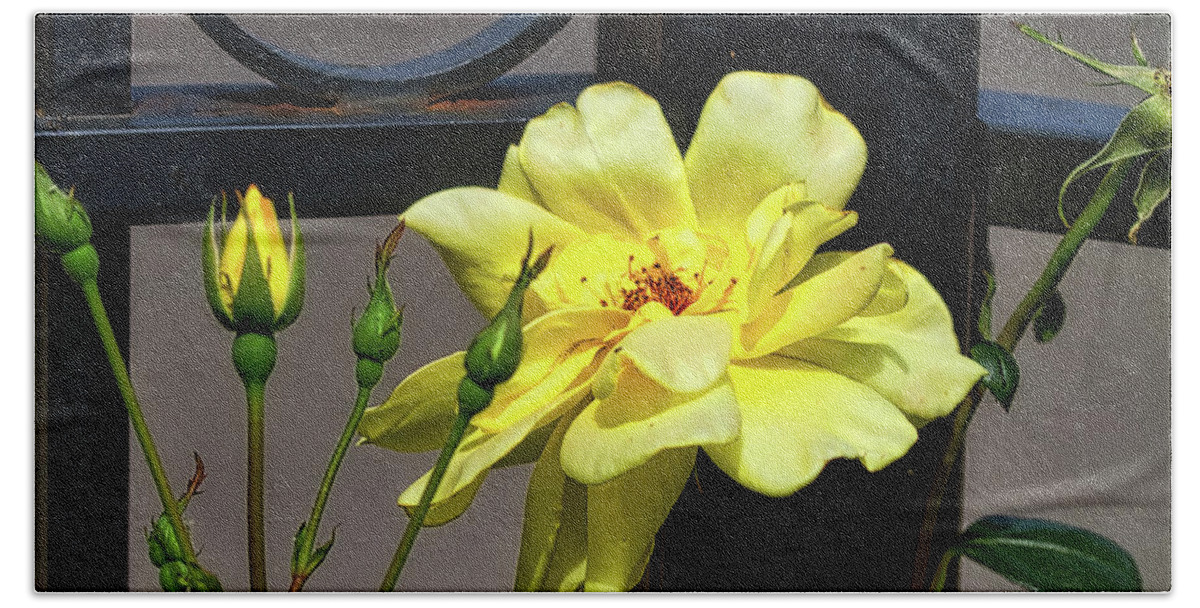 Yellow Bath Towel featuring the photograph Rose on Wrought Iron by Richard Gregurich