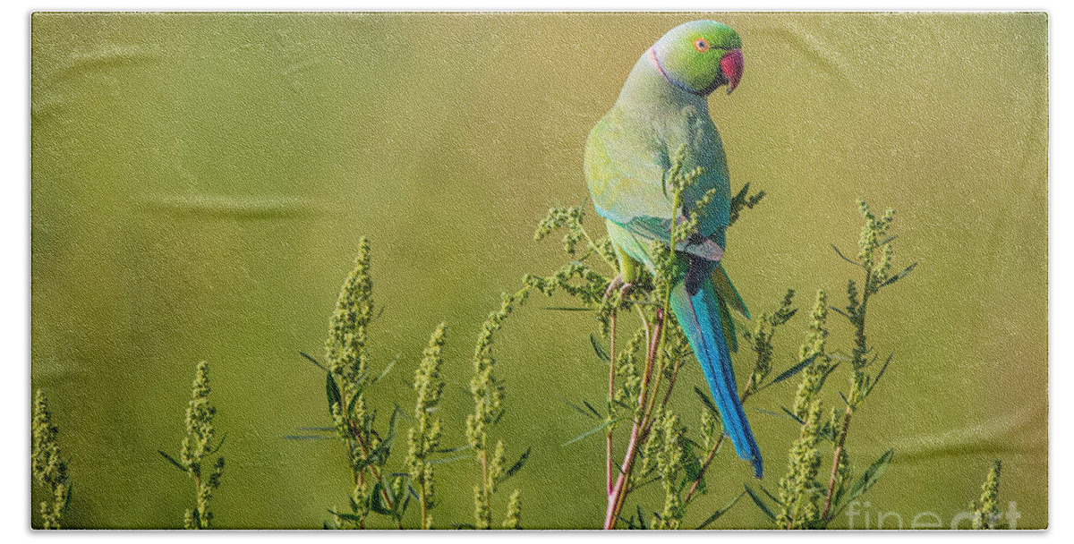 Rose-ringed Parakeet Bath Towel featuring the photograph Rose-ringed Parakeet, India by B. G. Thomson