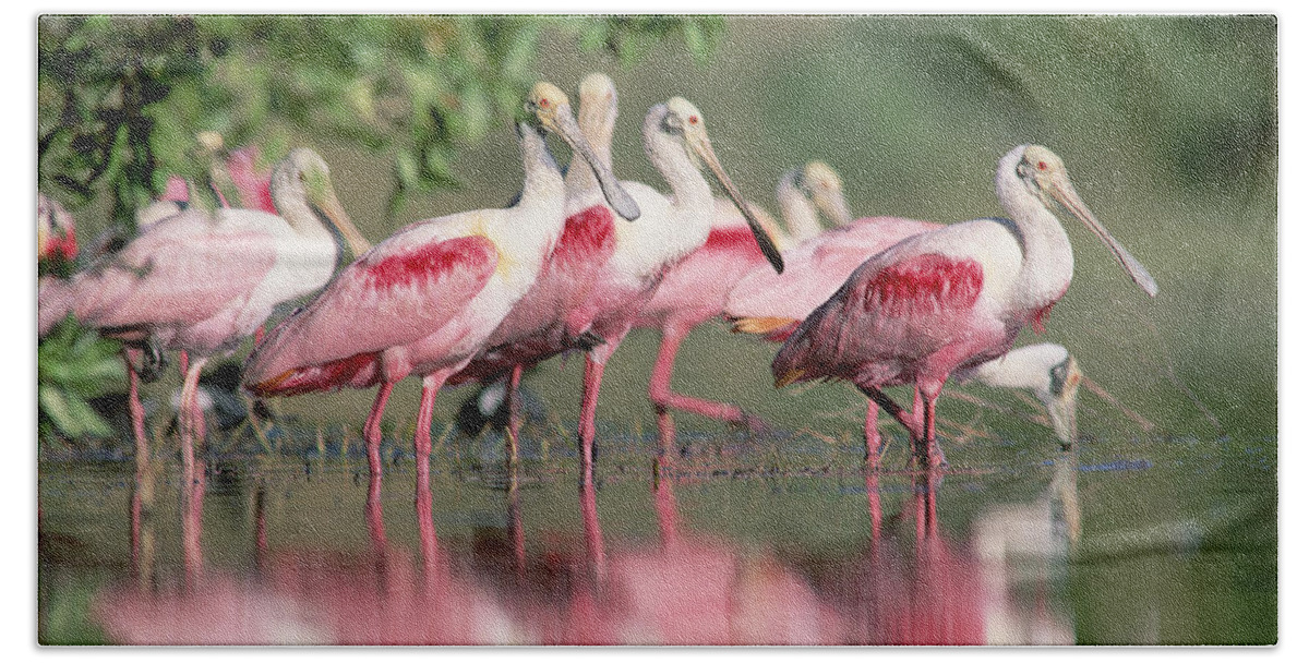 00171421 Hand Towel featuring the photograph Roseate Spoonbill Flock Wading In Pond by Tim Fitzharris