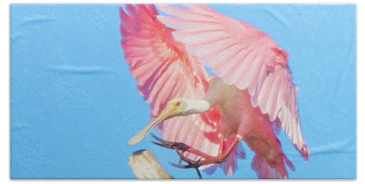Spoonbill Hand Towel featuring the photograph Roseate Spoonbill Landing by Mark Andrew Thomas