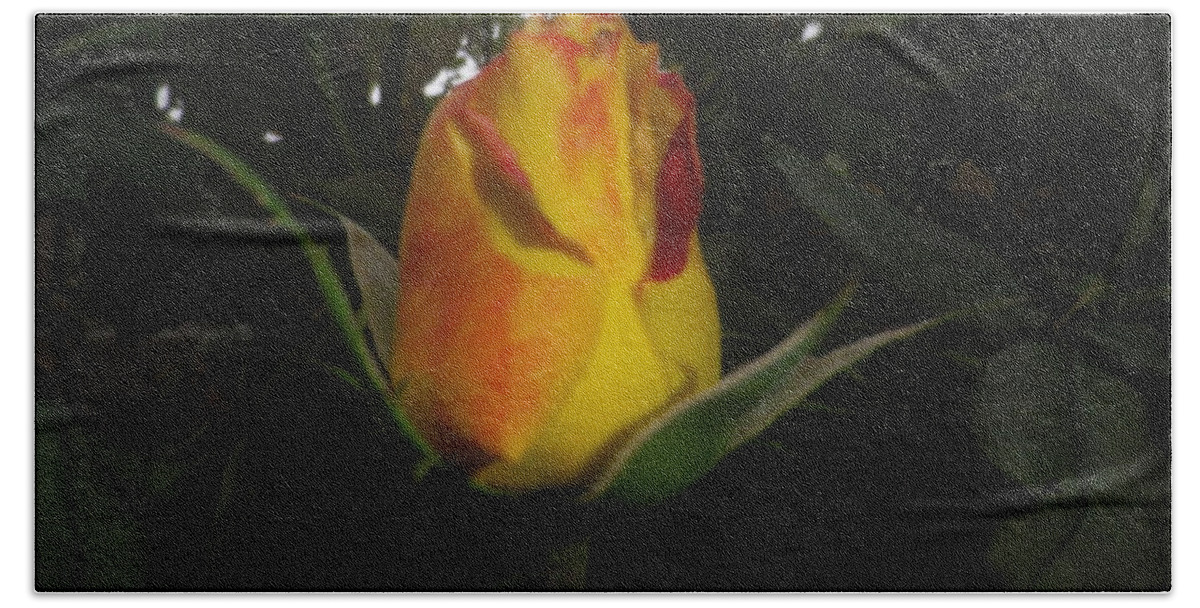  Roses Hand Towel featuring the photograph Rosebud #1 by Jonathan Barnes