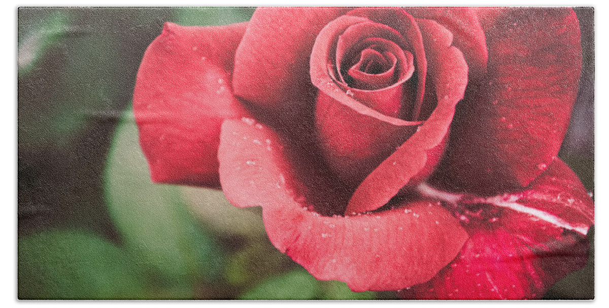 Flower Hand Towel featuring the photograph Roses Are Red by Parker Cunningham
