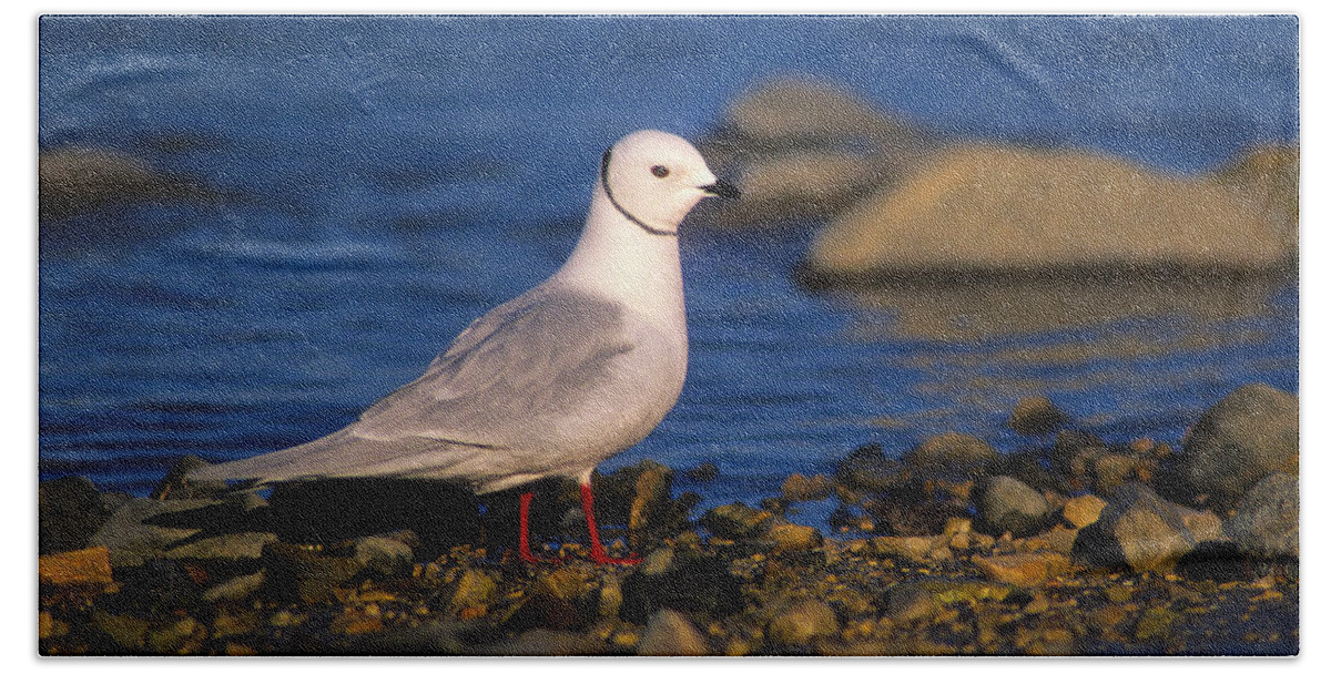 Ross's Gull Bath Towel featuring the photograph Ross's Gull by Tony Beck