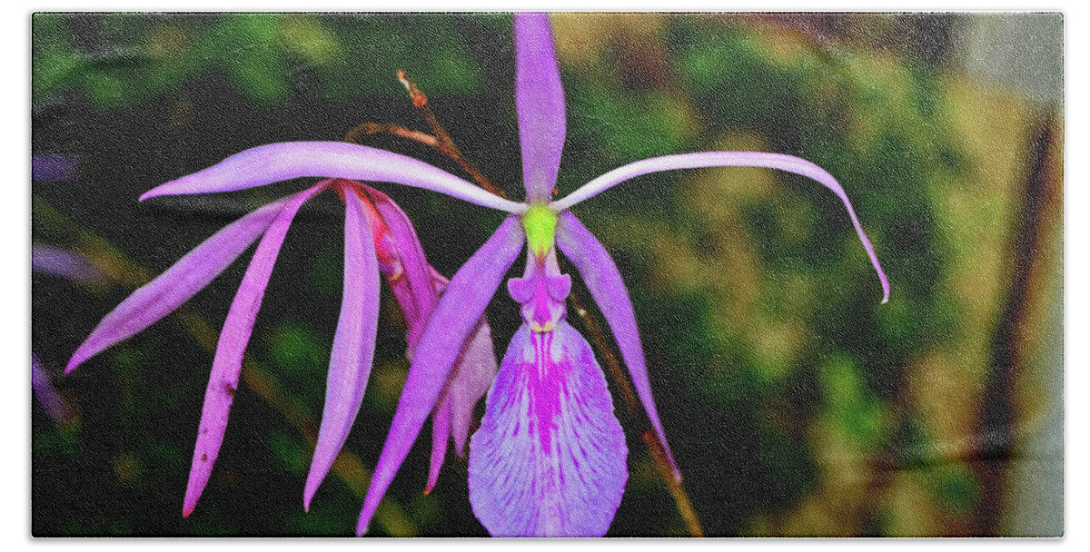 Orchid Bath Towel featuring the photograph Rough Stemmed Encyclia - encyclia adenocaula 001 by George Bostian