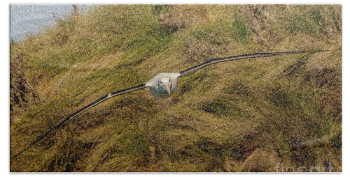 Bird Bath Towel featuring the photograph Royal Albatross 2 by Werner Padarin