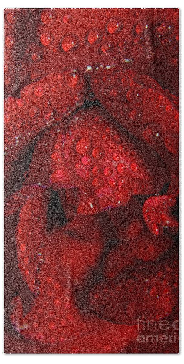 Botanical Photography Bath Towel featuring the photograph Royal Red Rose Nature / Floral / Botanical Photograph by PIPA Fine Art - Simply Solid