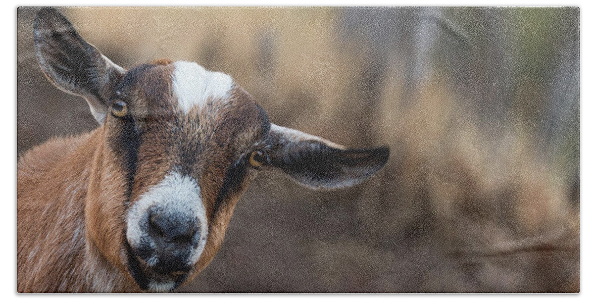 Goat Hand Towel featuring the photograph Ruby the Goat by Everet Regal