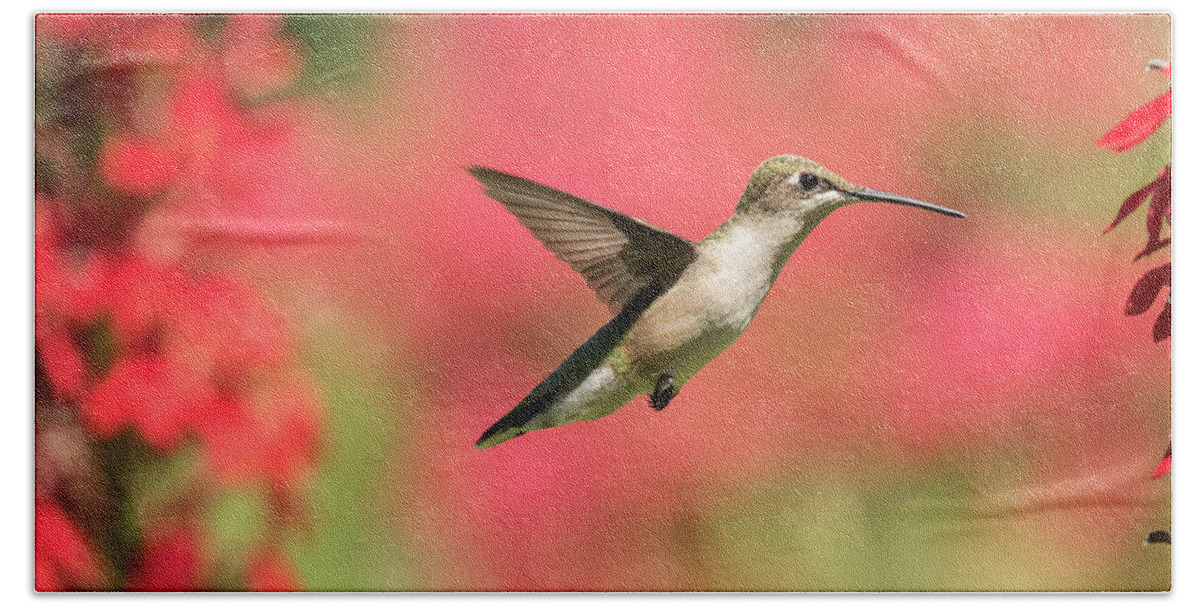 Ruby Throated Hummingbird Hand Towel featuring the photograph Ruby Throated Hummingbird 2016-6 by Thomas Young