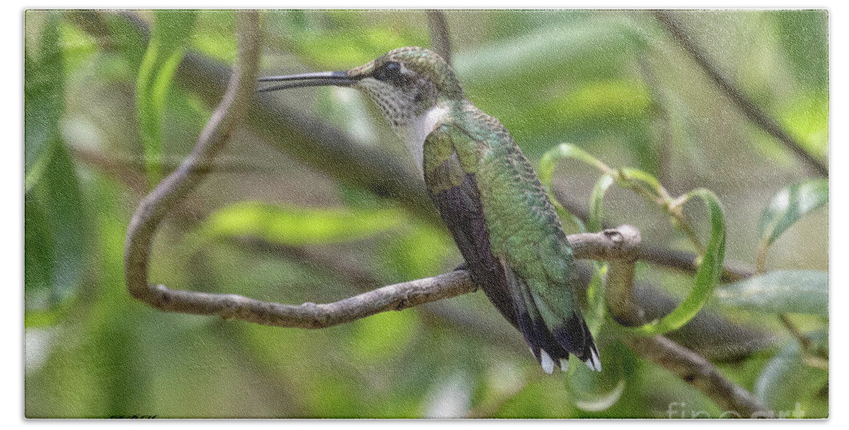 Hummingbirds Bath Towel featuring the photograph Ruby-Throated Hummingbird - Female by DB Hayes