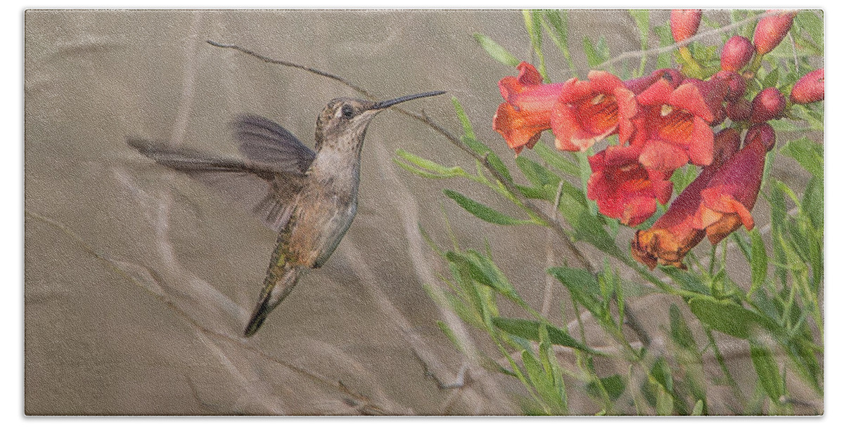 Ronnie Maum Hand Towel featuring the photograph Ruby-throated Hummingbird on Trumpet-creeper by Ronnie Maum