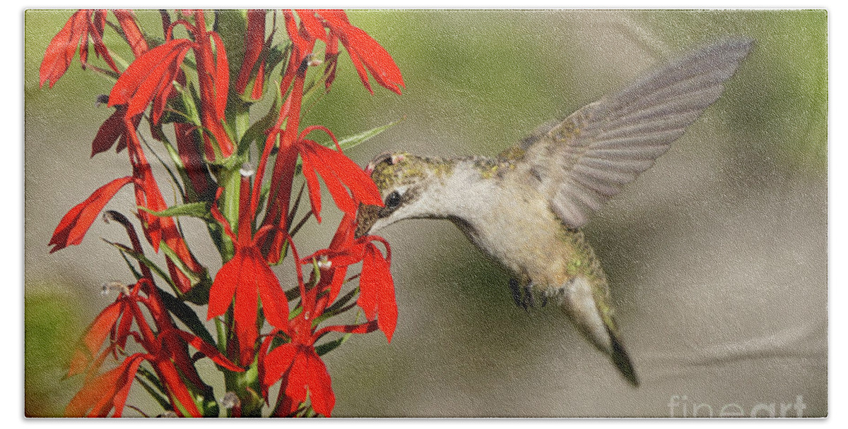 Robert E Alter Bath Towel featuring the photograph Ruby-Throated Hummingbird Sips on Cardinal Flower by Robert E Alter Reflections of Infinity