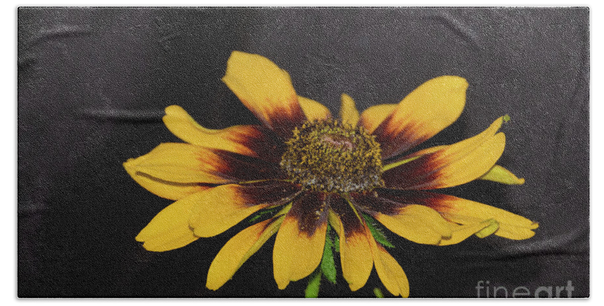 Flower Bath Towel featuring the photograph Rudbeckia by Donna Brown