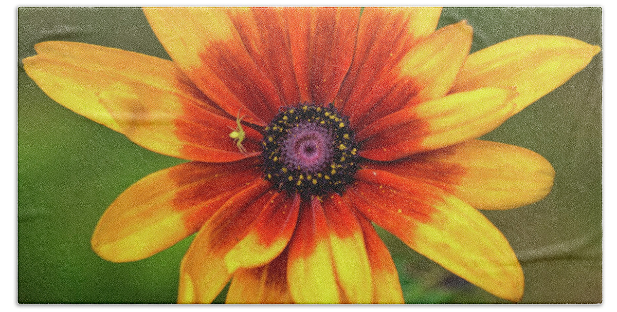 Flower Bath Towel featuring the photograph Rudbeckia by Mike Mcquade