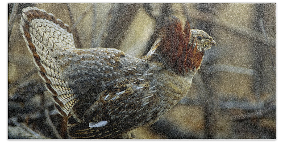 Mp Bath Towel featuring the photograph Ruffed Grouse Bonasa Umbellus Male by Michael Quinton