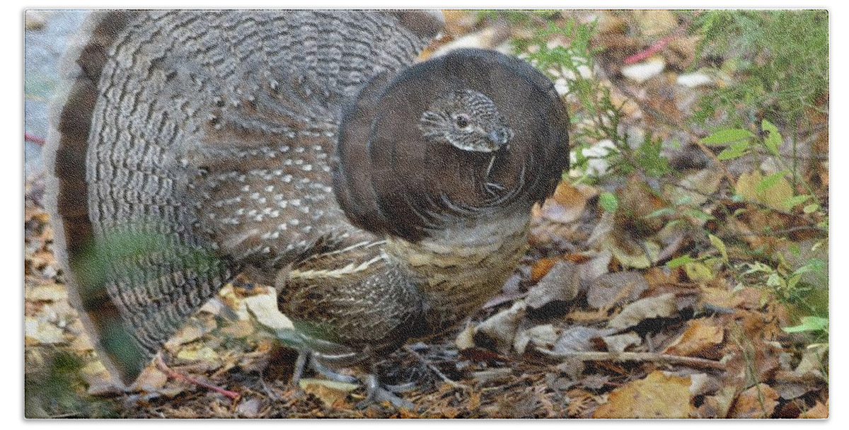 Nature Hand Towel featuring the photograph Ruffed Up- Ruffed Grouse displaying by David Porteus