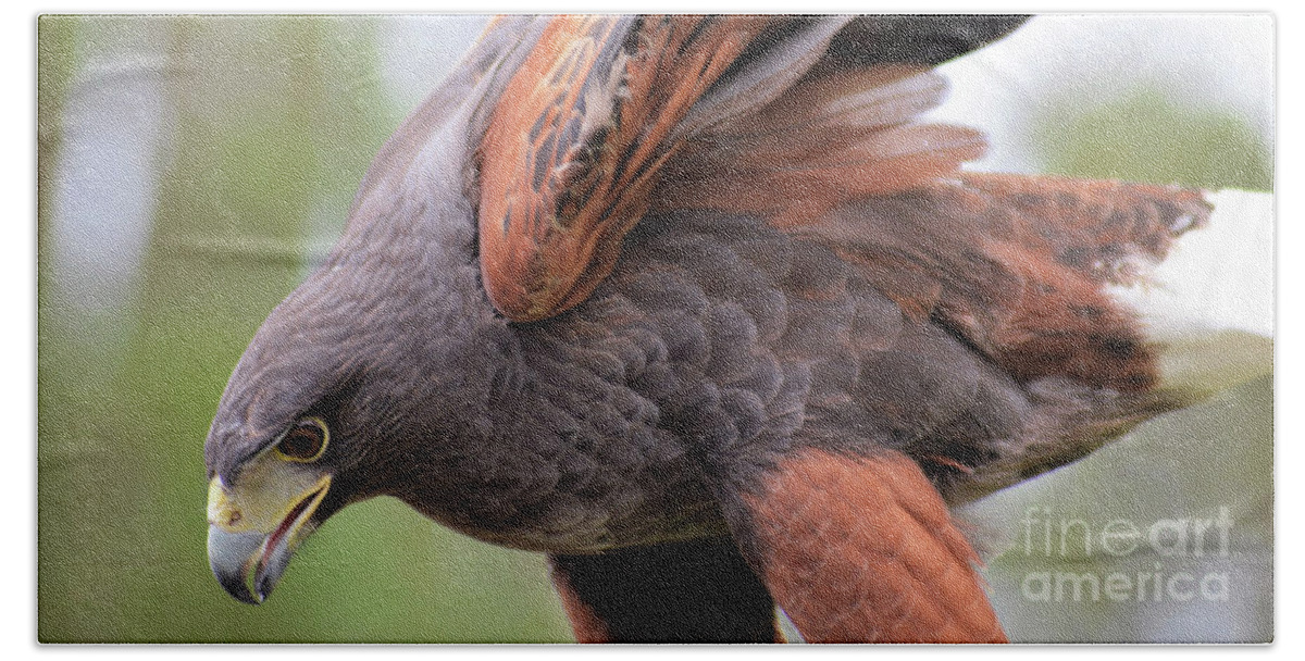 Harris's Hawk Bath Towel featuring the photograph Ruffled Feathers by Kathy Kelly