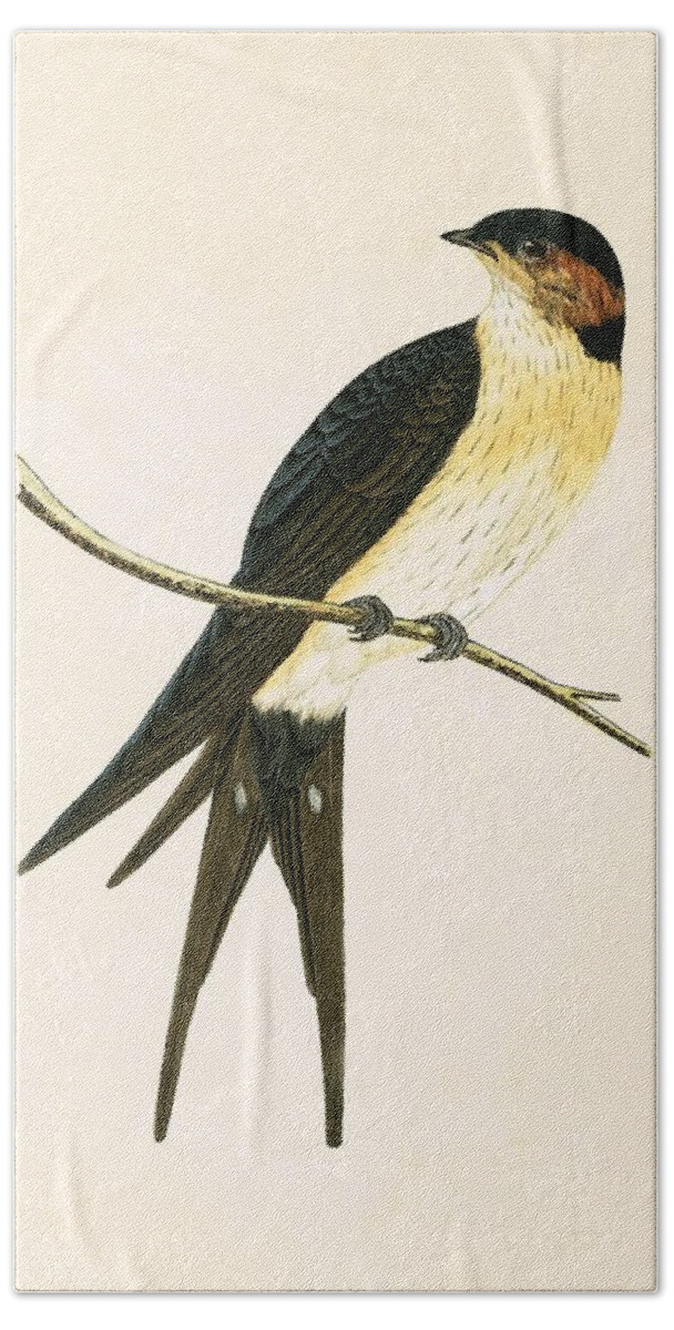 Bird Hand Towel featuring the painting Rufous Swallow by English School