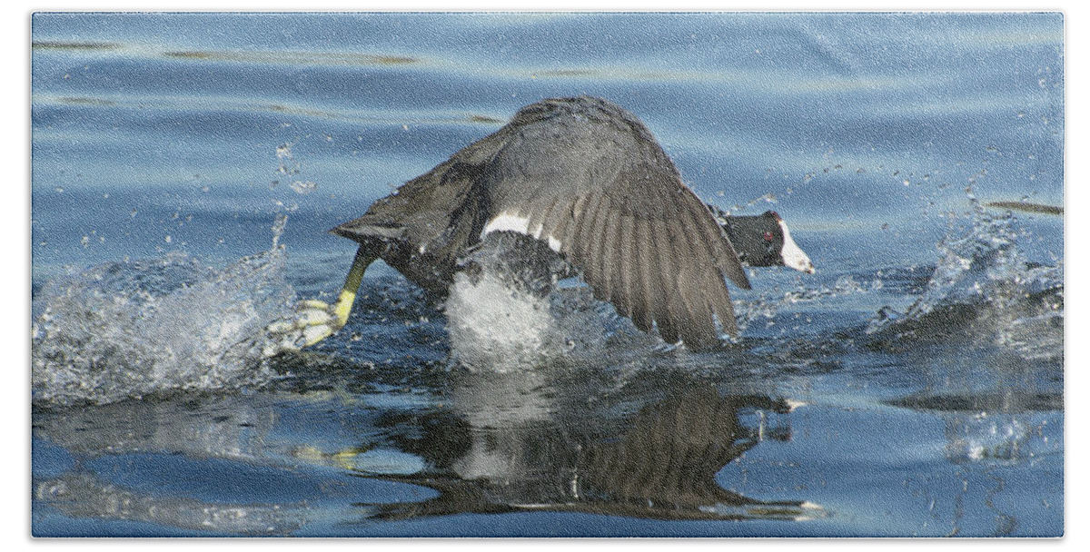 American Coot Bath Towel featuring the photograph Running On Water by Fraida Gutovich