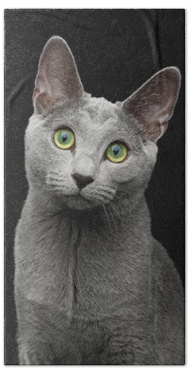 Cat Hand Towel featuring the photograph Russian blue cat with amazing green eyes on isolated black backg by Sergey Taran