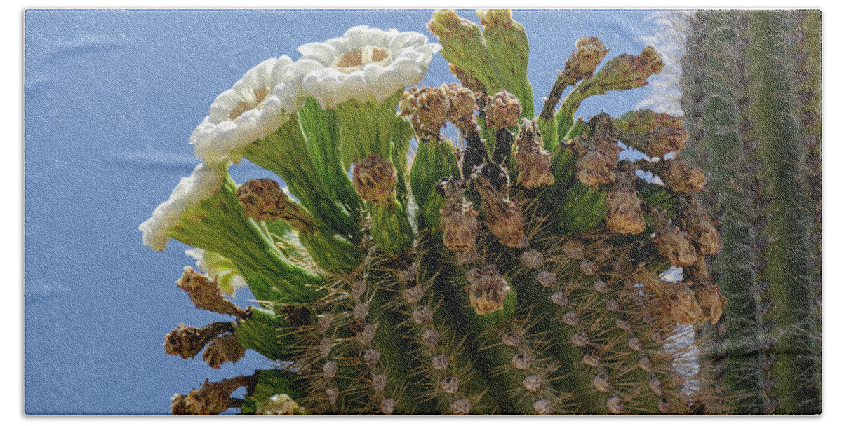 Sonoran Desert Bath Towel featuring the photograph Saguaro blooms by Gaelyn Olmsted